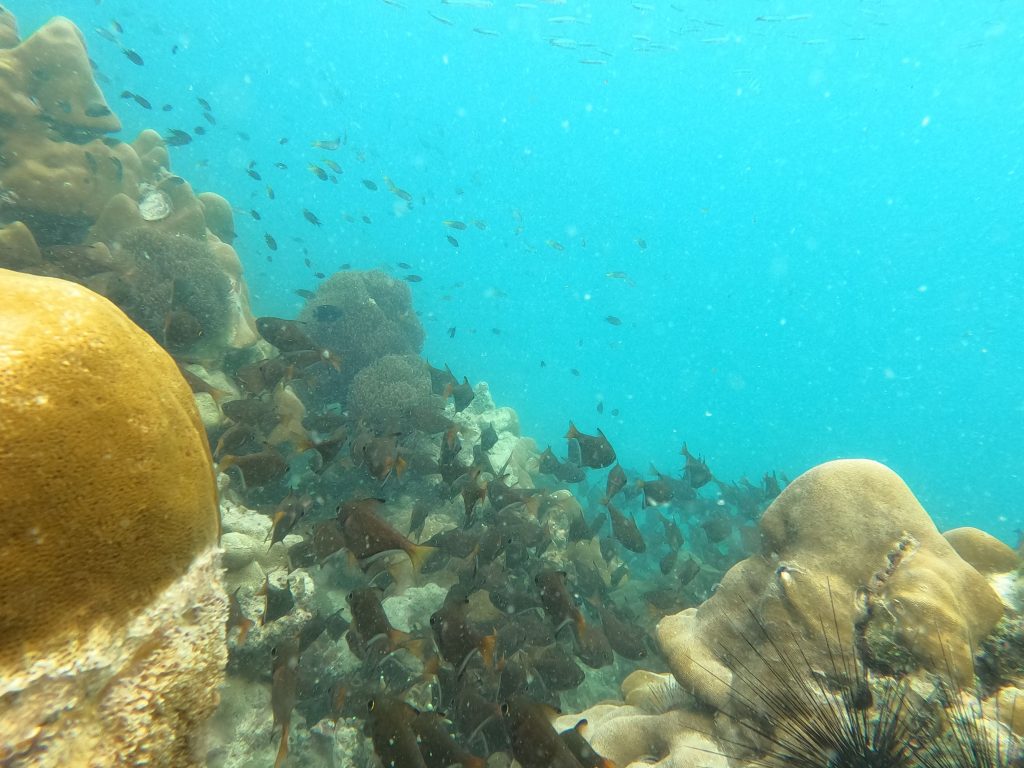 Snorkeling Lipe